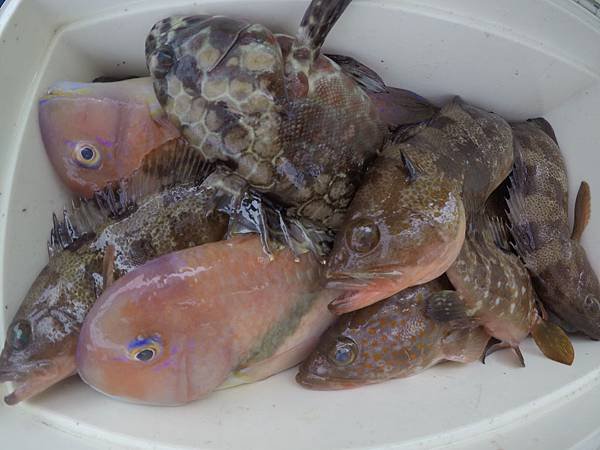 士官長釣魚2019.4.24