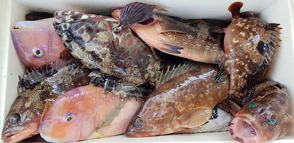 20190424_123537士官長釣魚2019.4.24