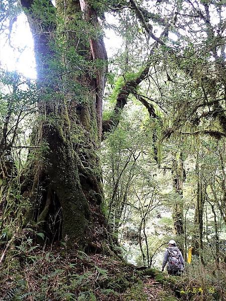尖石五馬~馬望女苦山、留倉賀山+巨木群