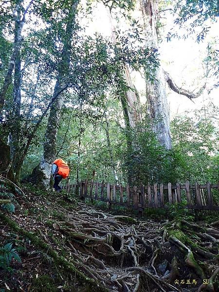 尖石五馬~馬望女苦山、留倉賀山+巨木群