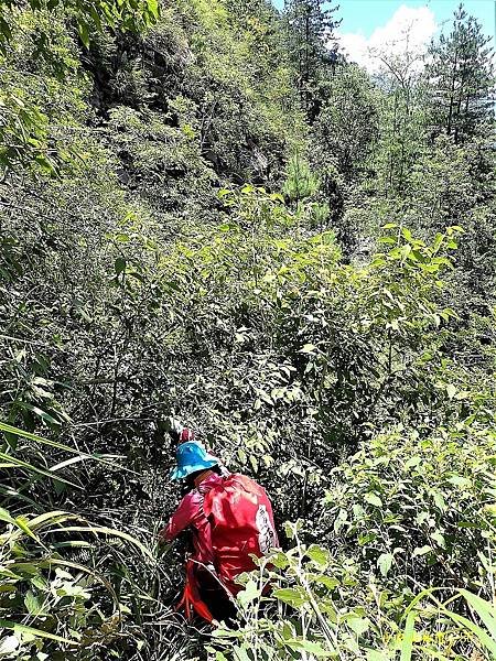 平石山林道