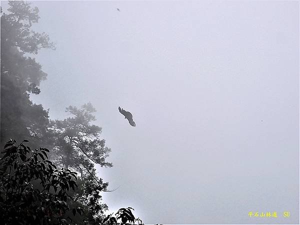 平石山林道