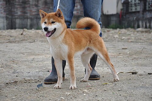 豐川春柏~富成犬舍