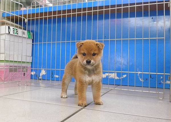 日本柴犬~2014年3月20日出生優質幼柴犬