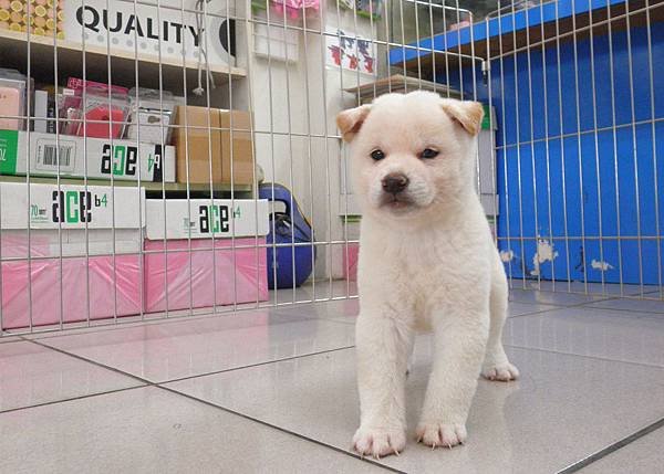 日本柴犬~2014年3月20日出生優質幼柴犬