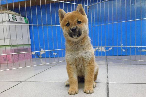 日本柴犬~2014年4月25日出生優質幼柴犬~1母柴