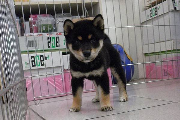 日本柴犬~2014年4月25日出生優質幼柴犬~1黑母