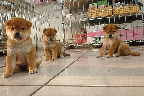 日本柴犬~2014年10月9日出生優質3隻母幼柴犬