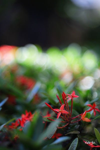 Test2-nikon 50mm f2.jpg