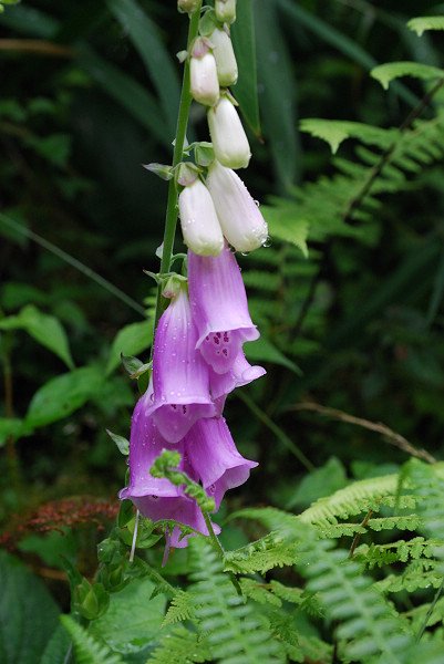 DSC_0250_019_.jpg