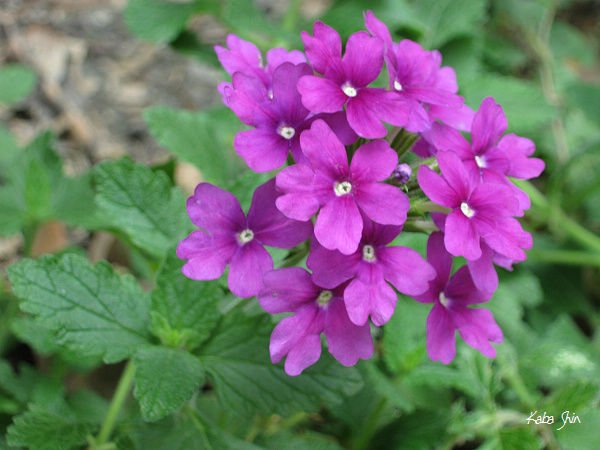 2010-07-20 11-35-56.jpg