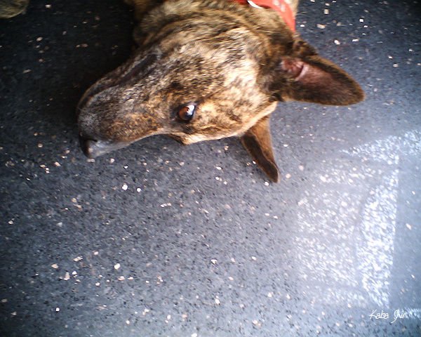 lomo 2010 pic 050.jpg