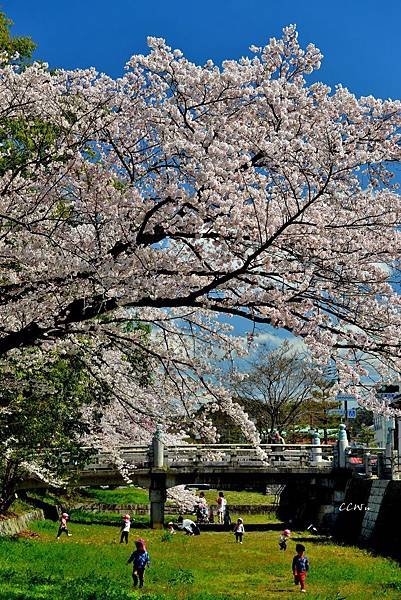 DSC_6335.JPG