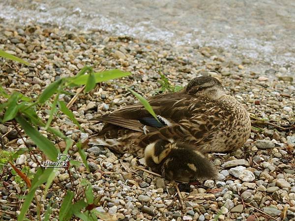 2014 0731 Chiemsee Herreninsel Fraueninsel