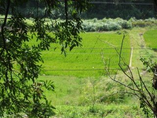 20090423龍潭田園風景_320.jpg