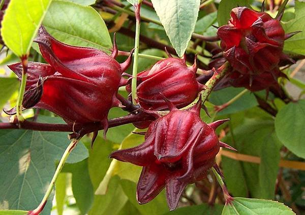 hibiscus-1.jpg