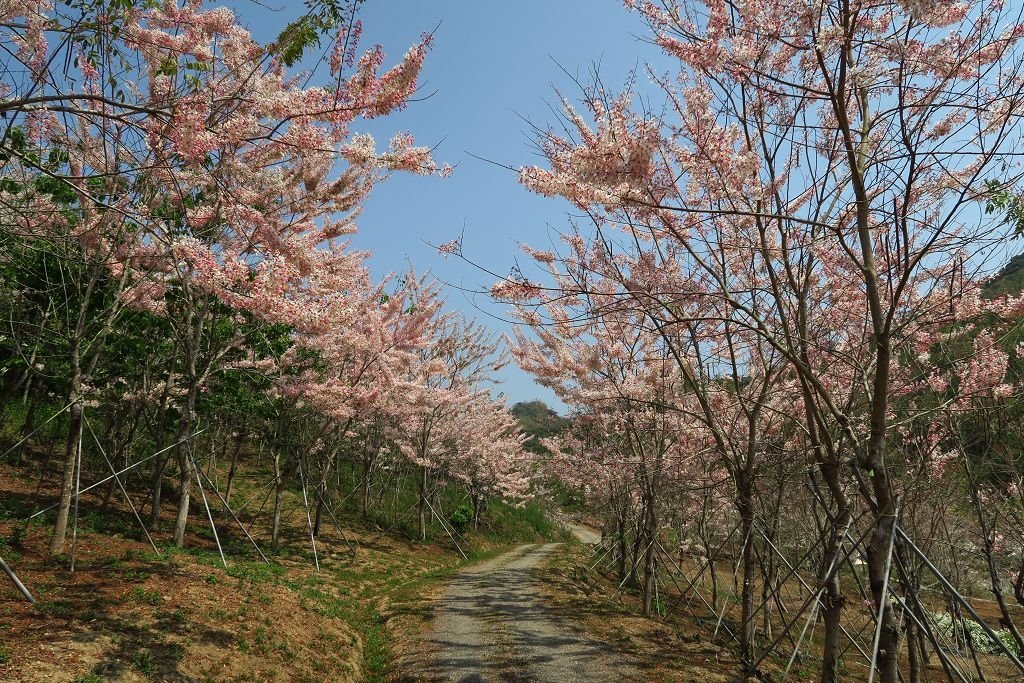 高雄--美濃 花旗木盛開的蝶舞澗