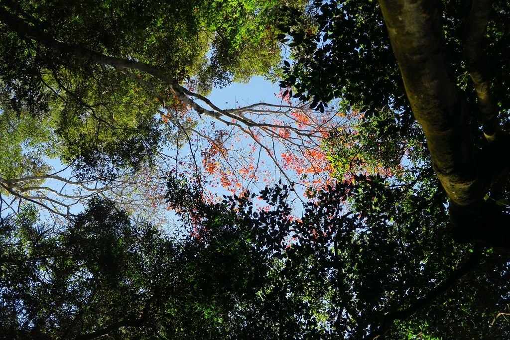 高雄--桃源 藤枝國家森林遊樂區