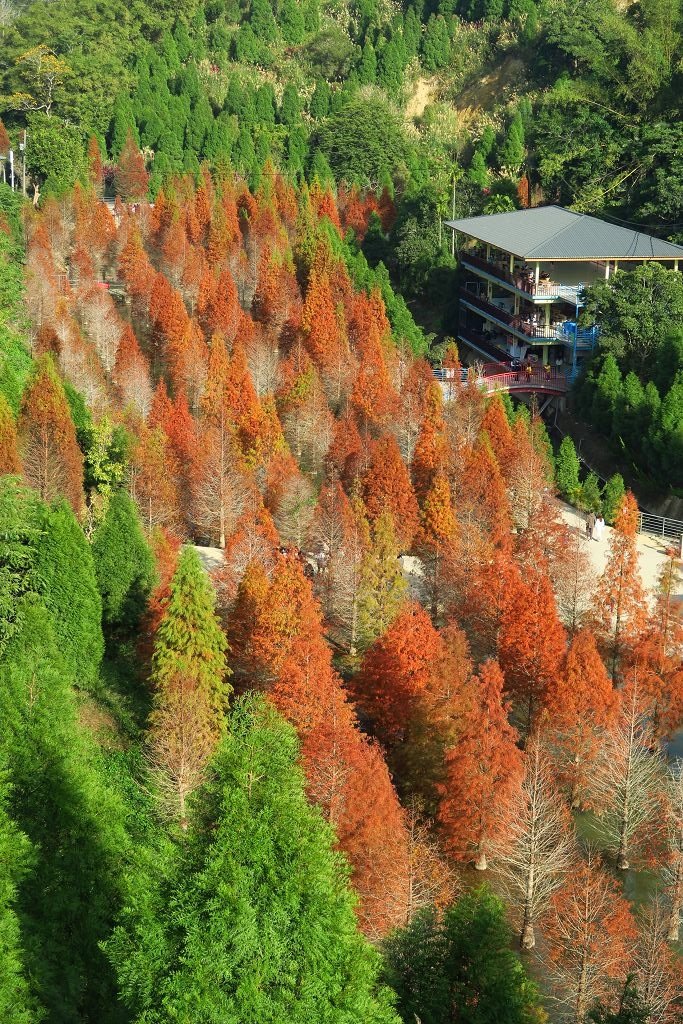 苗栗--三灣落羽松秘境莊園、頭份楓林隧道