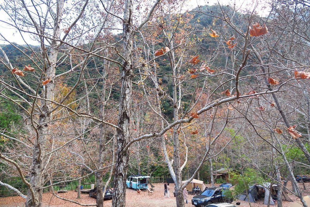 新竹--尖石  玉峰村追殘楓(美樹營地、玉峰大橋)