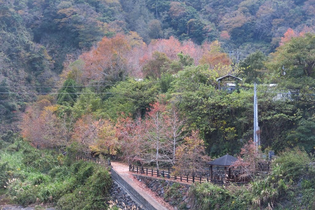 新竹--尖石  玉峰村追殘楓(美樹營地、玉峰大橋)