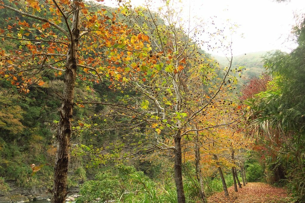 新竹--尖石  玉峰村追殘楓(美樹營地、玉峰大橋)