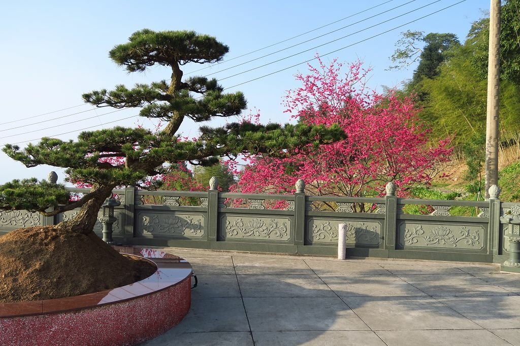 嘉義--番路  彌陀禪寺櫻花
