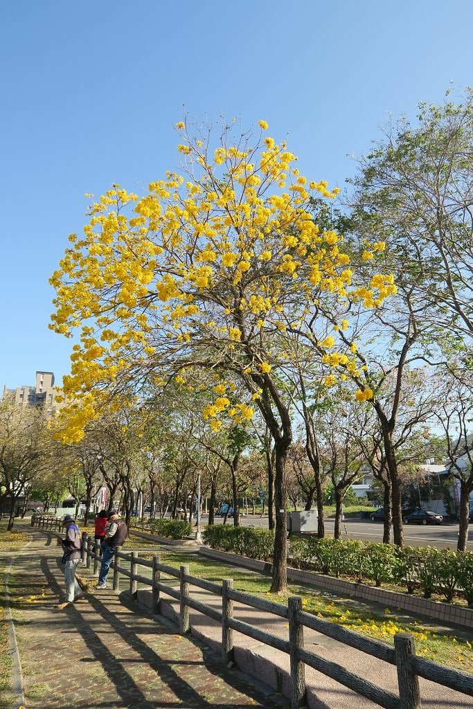 台中--北屯  黃花風鈴木尚未滿開的廍子公園