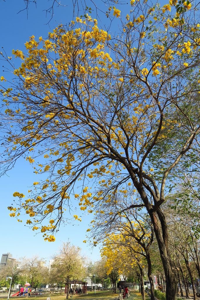 台中--北屯  黃花風鈴木尚未滿開的廍子公園