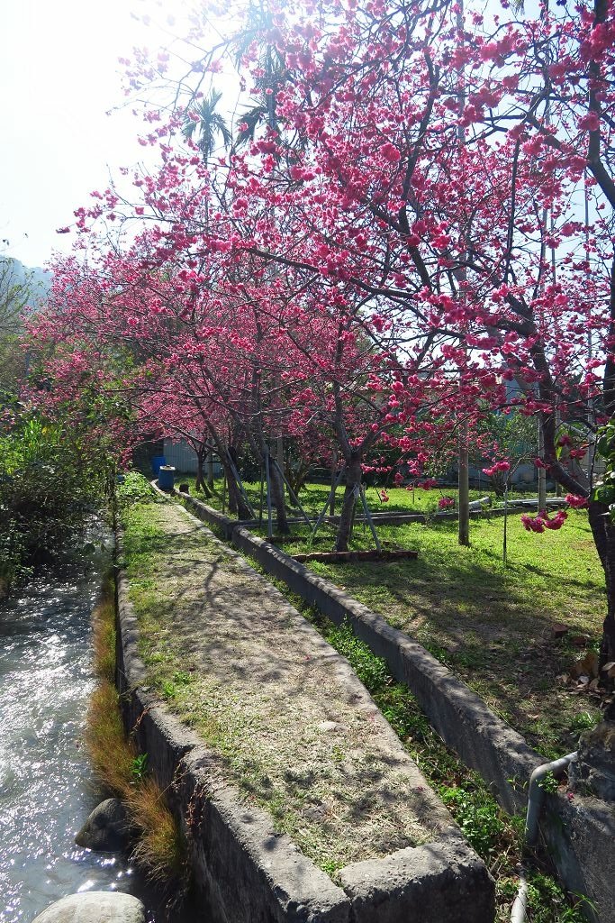 台中--后里  泰安派出所櫻花林、中科崴立櫻花公園
