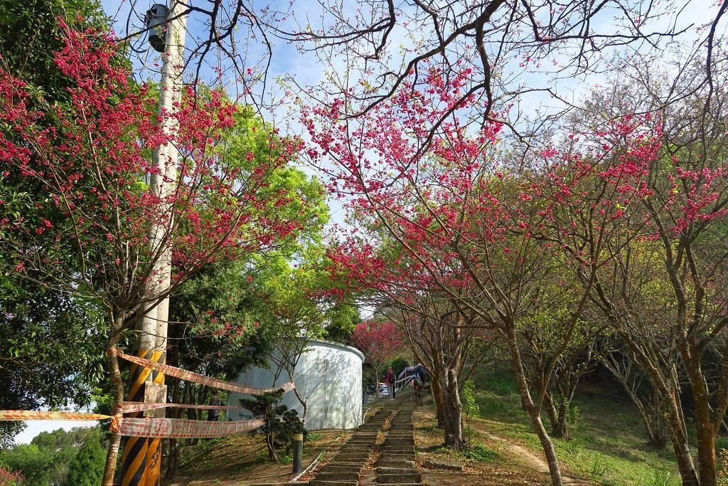 苗栗--獅潭  繁花落盡協雲宮櫻花步道