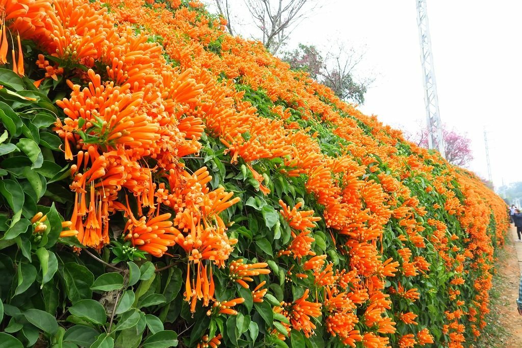 苗栗--銅鑼  人山人海的炮仗花海公園櫻花季