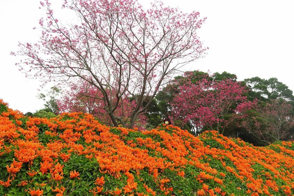 苗栗--銅鑼  人山人海的炮仗花海公園櫻花季