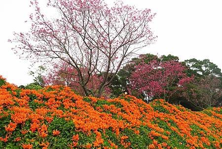 中竹苗賞櫻三日行