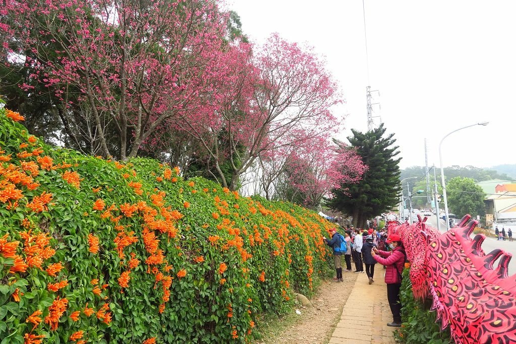 苗栗--銅鑼  人山人海的炮仗花海公園櫻花季