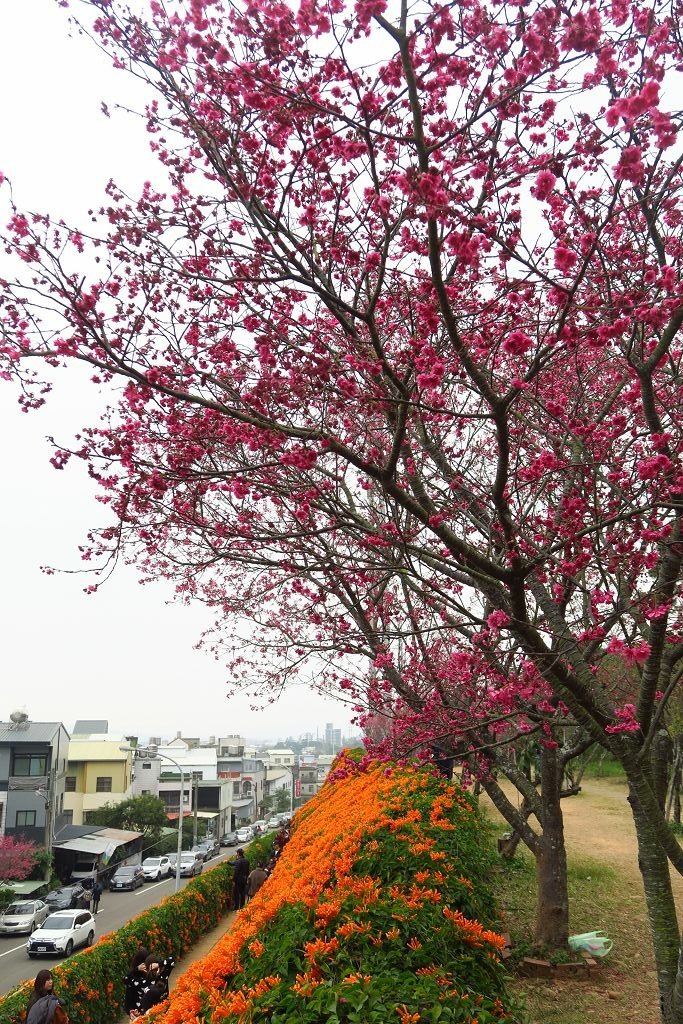 苗栗--銅鑼  人山人海的炮仗花海公園櫻花季