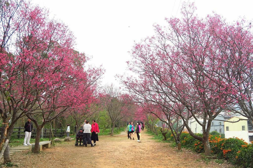 苗栗--銅鑼  人山人海的炮仗花海公園櫻花季