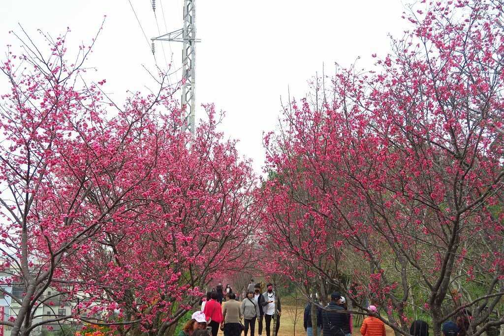 苗栗--銅鑼  人山人海的炮仗花海公園櫻花季