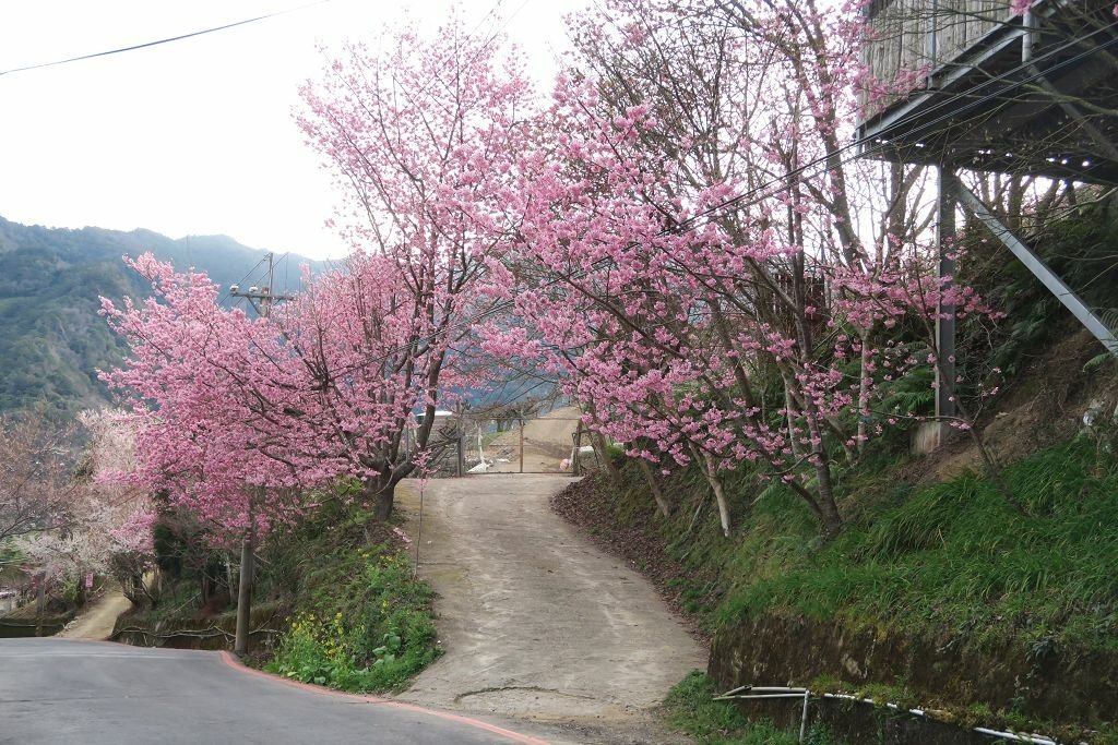 中竹苗賞櫻三日行