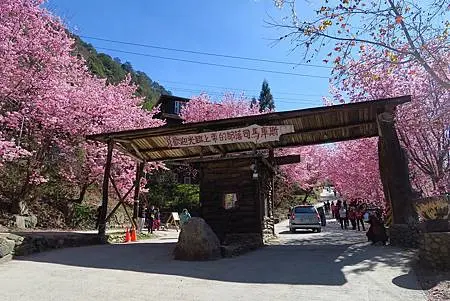 中竹苗賞櫻三日行