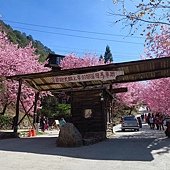 台中--北屯  黃花風鈴木尚未滿開的廍子公園