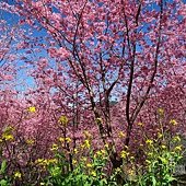 台中--北屯  黃花風鈴木尚未滿開的廍子公園