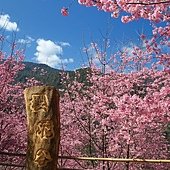 台中--北屯  黃花風鈴木尚未滿開的廍子公園