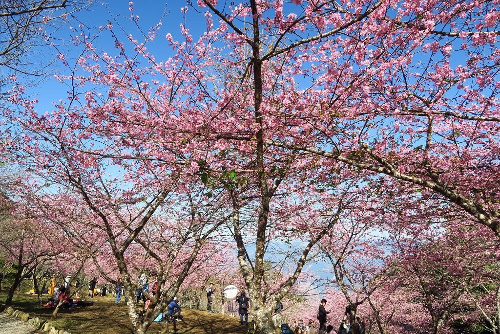 高雄--桃源  五訪繁花滿天的寶山二集團櫻花公園