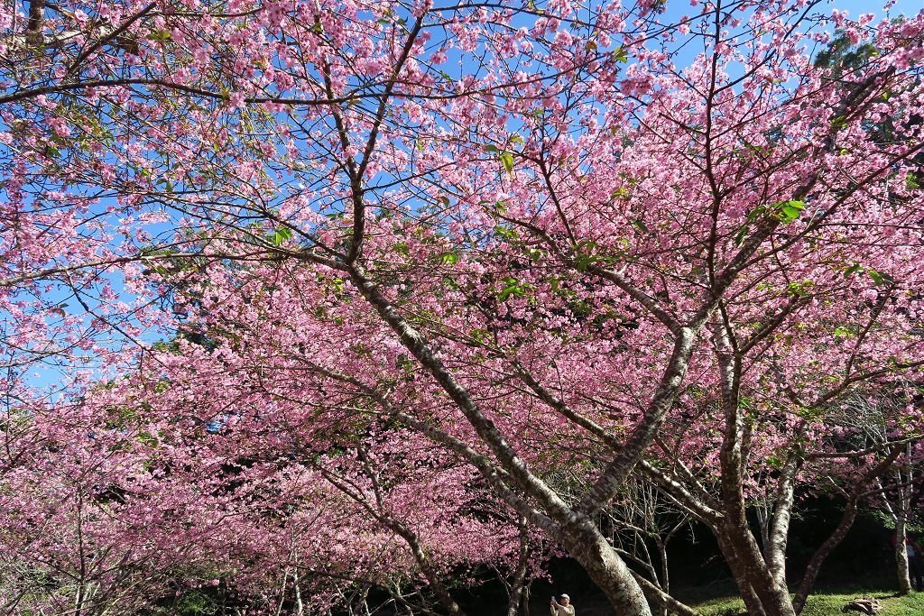 高雄--桃源  五訪繁花滿天的寶山二集團櫻花公園