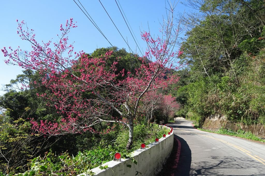 高雄--桃源茂林  賞櫻賞蝶半日遊