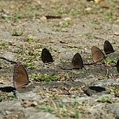 高雄--桃源  五訪繁花滿天的寶山二集團櫻花公園