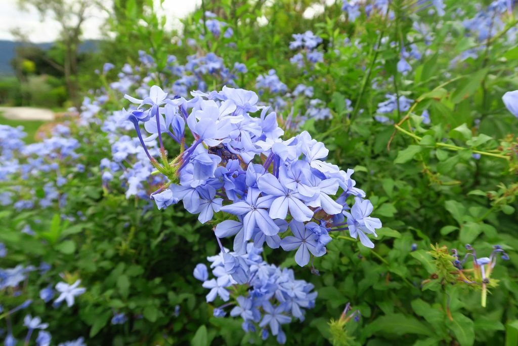 台東--池上  整理不錯的開放庭園杜園、大坡池