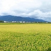 台東--池上 翻新過的大池豆皮店