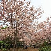 高雄台南--甲仙南化  可以俯瞰南化水庫的六義山